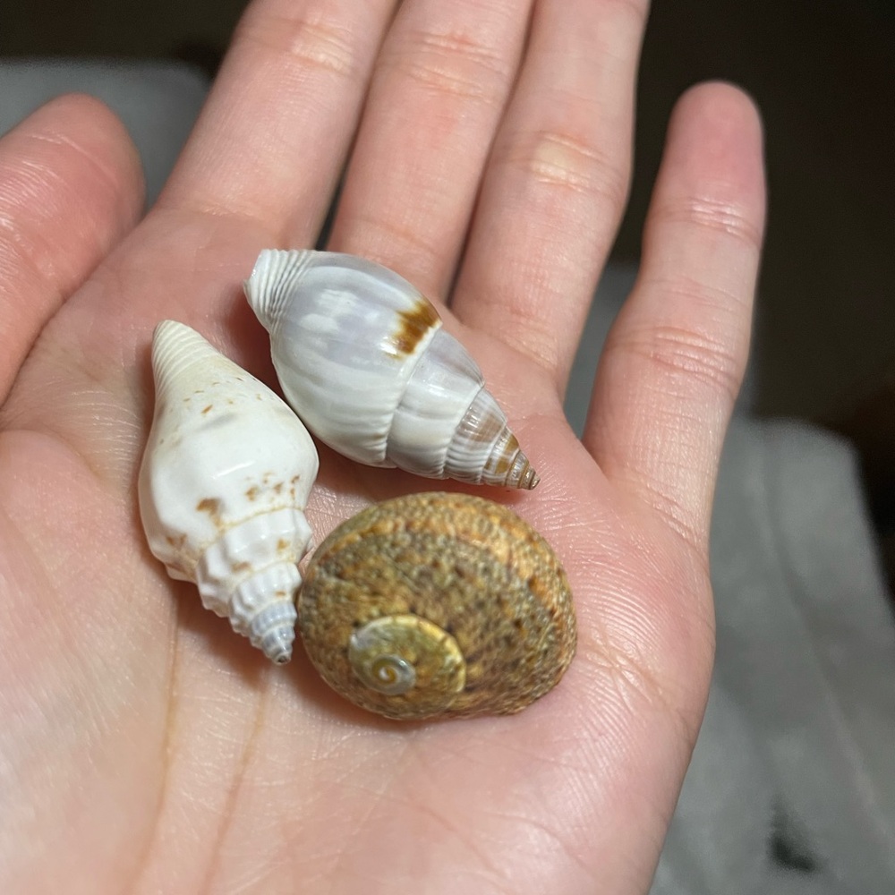 Small Natural Seashell Trio - White and Tan Shells